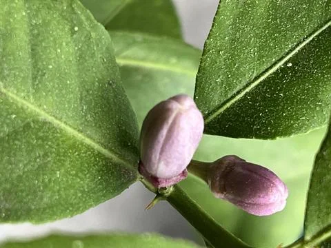 Angle Me Not Lemon Bud Foto stock
