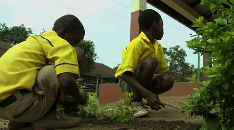 UP ANGLE: PAKRO STUDENTS PLANTING SHRUBS Stock Footage 58026739