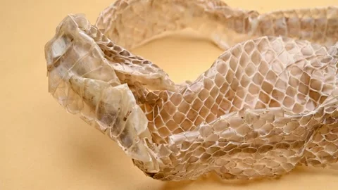 Angle pan Chinese medicine SheTui or Serpentis Periostracum or Snake Slough Stock Footage 252864448