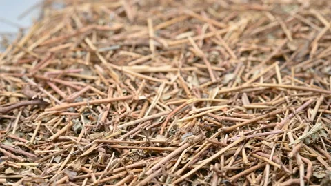 Angle pan herb DiJinCao or Euphorbiae Humifusae Hebra or Herb of Humifuse Eup Stock Footage 157745352