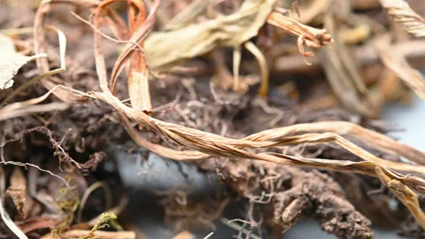 Angle pan herb GanSong or Nardostachyos Radix et Rhizoma or Chinese Nardostac Stock Footage 161379521
