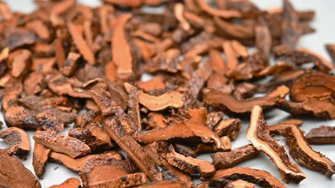 Angle pan herb GuSuiBu or Drynariae Rhizoma or Fortunes Drynaria Rhizome Stock Footage 157745899