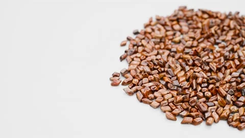 Angle pan herb JueMingZi or Cassiae Semen or Sickle Senna Seed Stock Footage 184197188