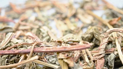 Angle pan herb LingXiangCao or Herba Lysimachiae Foenum-graeci or Lysimachia Stock Footage 160083841