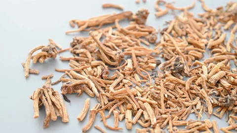 Angle pan herb LongDan or Gentianae Radix et Rhizoma or Chinese Gentian Root Stock Footage 165731879