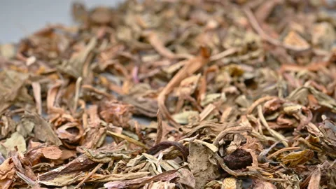 Angle pan herb PuGongYing or Taraxaci Herba or Mongolian Dandelion Herb Stock Footage 155871807
