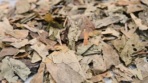 Angle pan herb RenShenYe or Panax Ginseng or Ginseng Folium Stock Footage 228703832