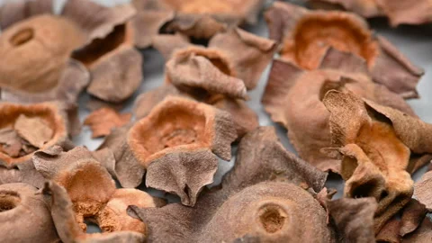 Angle pan herb ShiDi or Kaki Calyx or Persimmon Calyx and Receptacle Stock Footage 156542456