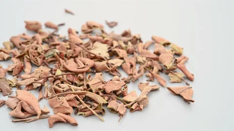 Angle pan herb ShiWei or Pyrrosiae Folium or Japanese Felt Fern Stock Footage 229673500