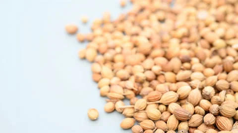 Angle pan herb XiangCaiZi or Coriander Stock Footage 164579309