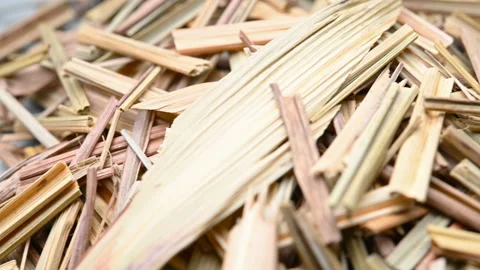 Angle pan herb XiangMao or Cymbopogon citratus Stapf or Lemongrass Herb Stock Footage 161378015