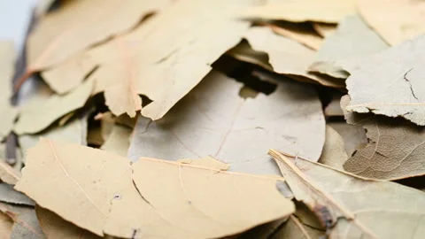 Angle pan herb of XiangYe or Pelargonium graveolens L'Herit or Herb of Rose P Stock Footage 160084463