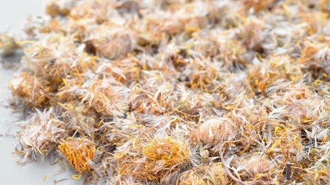 Angle pan herb XuanFuHua or Inulae Flos or Japanese Inula Flower Stock Footage 167249752