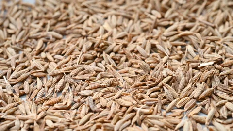 Angle pan herb ZiRan or Cuminum Cyminum or Cumin Stock Footage 164033595