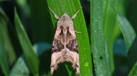 The Angle Shades Moth on a leaf, Phlogophora meticulosa Vídeos de archivo 42952719