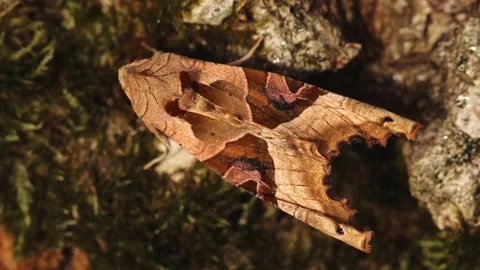 Angle Shades Moth. Scientific name Phlogophora meticulosa. Stock-Footage 193993086