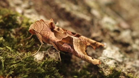 Angle Shades Moth. Scientific name Phlogophora meticulosa in profile side view. Stock-Footage 193993098