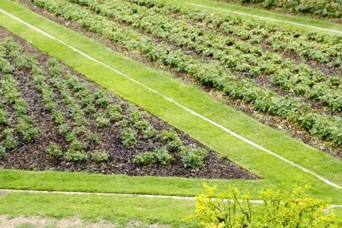 Angle shape grass way in green garden Fotos de archivo
