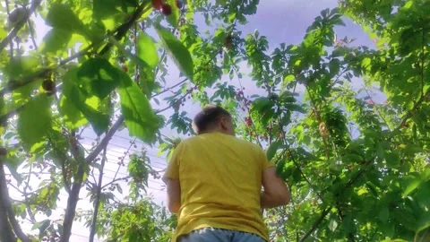Angle shot as man is collecting cherry in the garden Stock Footage 275184581