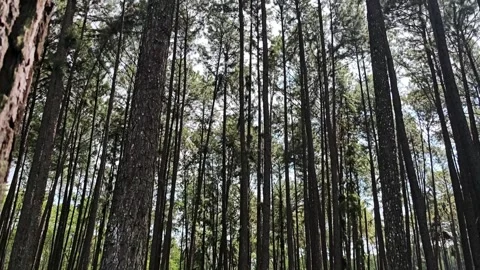 Angle shot of Pine tree forest as seen from below. Stock Footage 304583865