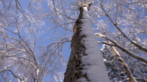 Up angle of snow covered tree trunk and limbs Vídeos de archivo 125108882