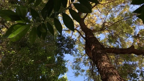 Angle Up To Tree With Sky 스톡 동영상 89241132