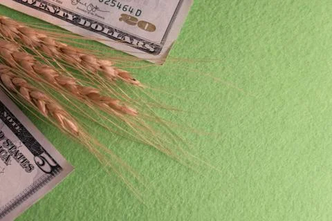 The angle of twenty and five dollar bills and three ears of wheat on a green  Stock Photos
