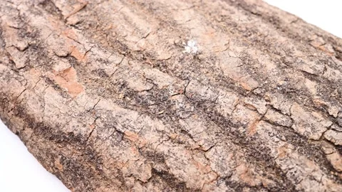 Angle view big piece of herb DuZhong or Eucommiae Cortex or Eucommia Bark rot Stock Footage 221825397