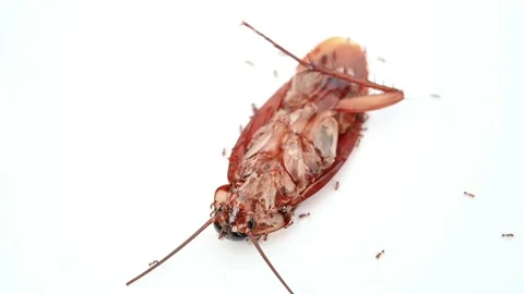 Angle view cockroach being bit by ants close up Stock Footage 166594234