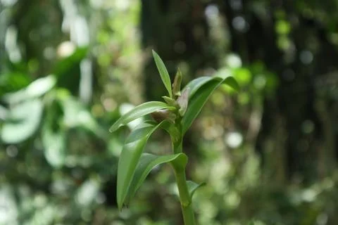 Angle view of a Dendrobium orchid twig tip with the ready to bloom flower bud Foto stock