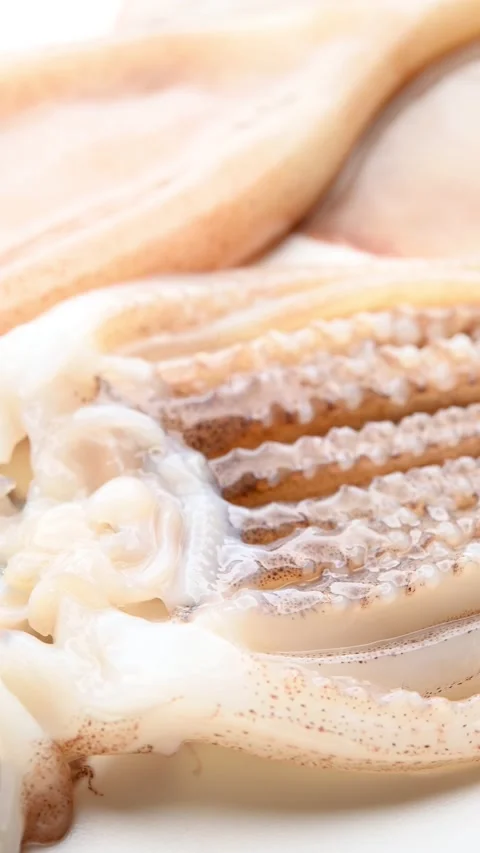 Angle view fresh raw squid rotating vertical composition Stock Footage 236070190