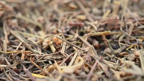 Angle view herb BaiHuaSheSheCao or Hedyotidis Herba or Spreading Hedyotis Stock Footage 230428252