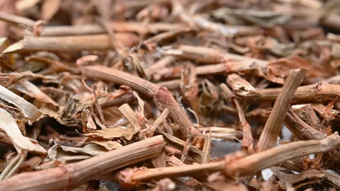 Angle view herb BianXu or Polygoni Avicularis Herba or Common Knotgrass Herb Stock Footage 156017046