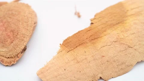 Angle view herb ChuanPoShi or Cudrania cochinchinensis or False Custard rot.. Stock Footage 228660331