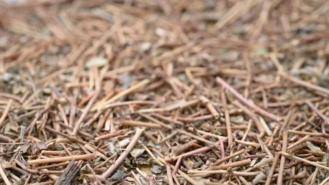 Angle view herb DiJinCao or Euphorbiae Humifusae Hebra or Herb of Humifuse Eu Video stock 157615019