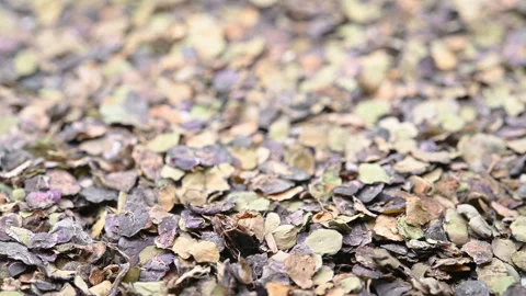 Angle view herb FuPing or Spirodelae Herba or Common Ducksmeat Herb  rotating Stock Footage 157614685