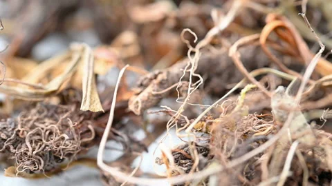 Angle view herb GanSong or Nardostachyos Radix et Rhizoma or Chinese Nardosta Video stock 161987227