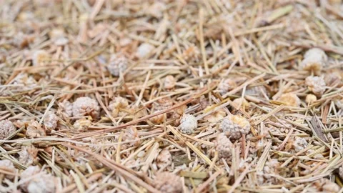 Angle view herb GuJingCao or Eriocauli Flos or Buerger Pipewort Head rotating Stock Footage 171361384