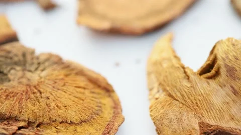 Angle view herb HuZhang or Polygoni Cuspidati Rhizoma et Radix or Giant Kno Stock Footage 230427571