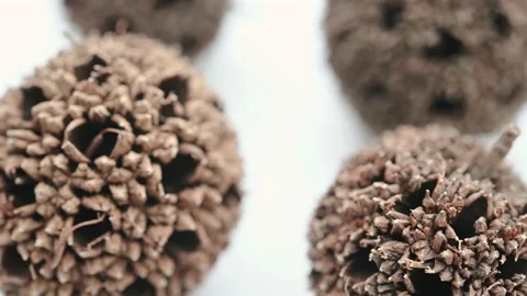 Angle view herb LuLuTong or Liquidambaris Fructus or Beautiful Sweetgum Stock Footage 229845525