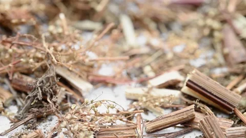 Angle view herb QingHao or Artemisiae Annuae Herba or Sweet Wormwood Herb rot Stock Footage 194912935