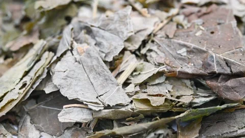 Angle view herb RenShenYe or Panax Ginseng or Ginseng Folium rotating Stock Footage 228660478