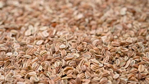 Angle view herb SheChuangZi or Cnidii Fructus or Common Cnidium Fruit rotatin Stock Footage 155575638