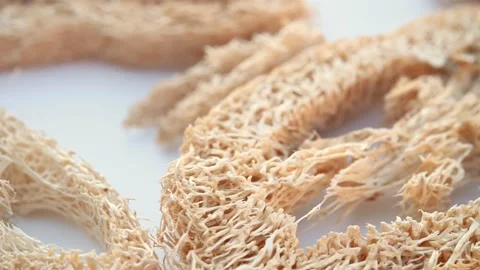 Angle view herb SiGuaLuo or Luffa Cylindrica or Vegetable Sponge of Luffa Stock Footage 230427192