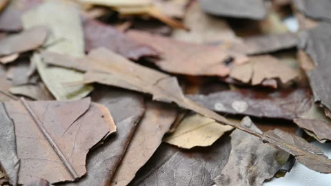 Angle view herb SiJiQing or Ilicis Chinensis Folium or Purple flower Holly Le Stock Footage 159734792