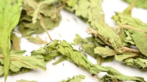 Angle view herb TianYeJu or Stevia Rebaudiana or Stevia rotating Stock Footage 252138082