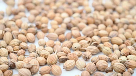 Angle view herb XiangCaiZi or Coriander rotating Stock Footage 165378643