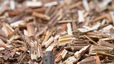 Angle view herb XiHuangCao or Rabdosia serra Hara or Linearstripe Rabdosia He Stock Footage 155338791