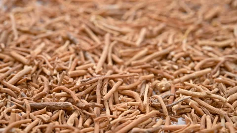 Angle view herb XuChangQing or Cynanchi Paniculati Radix et Rhizoma or Panicu Stock Footage 155178386
