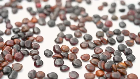 Angle view herb ZhiJu or Hovenia acerba Lindl. or Raisin Tree Seed rotating Stock Footage 229846325